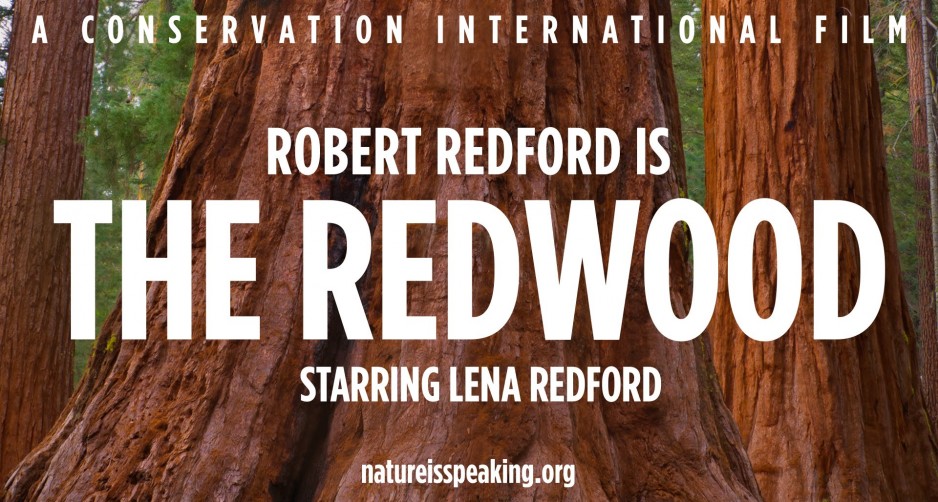Robert Redford Redwood